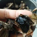 지리산구름정원 네이버블로그