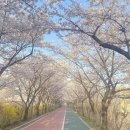 4월 11일(화) 13:00 송파둘레길~몽촌토성 걷기 이미지