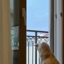 우리집 멍뭉 이미지