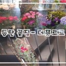 더플로르