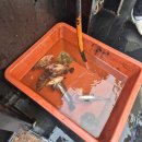 짬 | [낚시/반가워호] 인천 바다낚시 광어우럭 첫 배낚시 오후짬낚시 후기