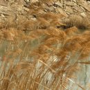 들꽃향기오두막 이미지