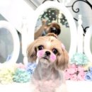 도로시 펫 이미지