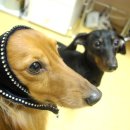 카즈 이미지