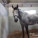 중원대학교 공공승마장 이미지