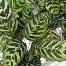공기정화식물-2 화려한 잎이 매력적인 '칼라데아 마코야나' 이미지