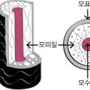 햇빛Hair 이미지