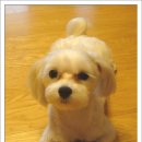 말티네 집 이미지