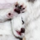순한고양이 이미지