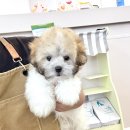 함께 있어줄개 | 파주강아지분양 함께있어줄개 운정 일산 꼬똥드툴레아 비숑 말티푸