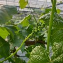 화수농장 이미지