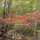 (09-51)상양-아랫재-참새미골-가지산-1092봉-아랫재-상양 이미지