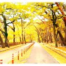 표충사놀이터(=표충사야영장) 이미지