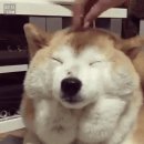 미소짓개 이미지