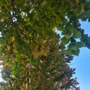 퍼블릭바이오 | 바이오퍼블릭 루테인 구매 복용후기 부작용 메스꺼움