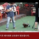 못된 강아지 이미지