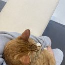 365동물병원위례점 이미지