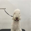 릴리리독 이미지