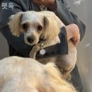 펫독강아지고양이분양미용