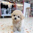 베베동물병원 이미지