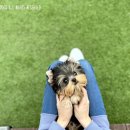 모델독켄넬 이미지