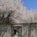 [내돈내산] 폴로 가디건 여성 걸즈 XL 세라돈 그린 솔직후기