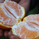 잉꼬농원 이미지