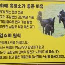 화곡흑염소 이미지