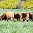 천지한우3 이미지