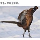 구룡포이선옥과메기 이미지