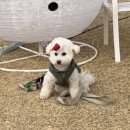 반야시스터 이미지