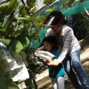 석호농장 이미지