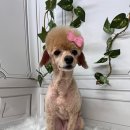 엔젤라독 이미지