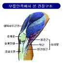 장경인대의 부상과 치료 이미지