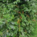 하라커피 이미지