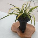 한국춘란 전시회 이미지