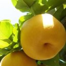 배골농장 이미지