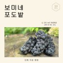［강화 섬 포도 농장］강화 양도면 포도 리뷰 / 포도 농장 방문 후기 / 보미네 포도밭