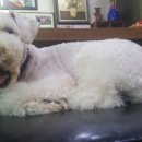 독스앤휴먼 이미지