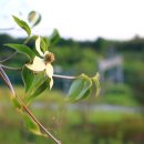 비비정 상생 도시숲 이미지