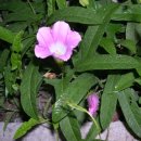 산안개 농장 이미지