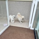 메모르드몽 이미지