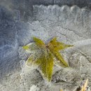 선명사진관 이미지