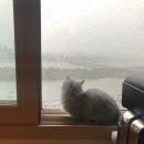 도도블리 이미지