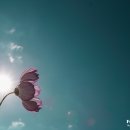 둔덕청마꽃들작은도서관 | 코스모스 - 경상남도 거제 청마꽃들 + 가을풍경