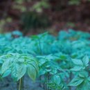 청춘농원 이미지