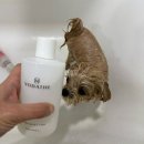 보니더펫 이미지