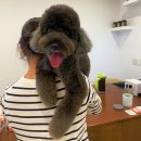 강아지 미용실 | 대구 북구 구암동 대형견미용 가능한 &#39;플러피유&#39; 러블리한 강아지미용실 푸들 미용 후기