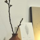 화이트코튼