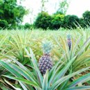 다송농장 이미지